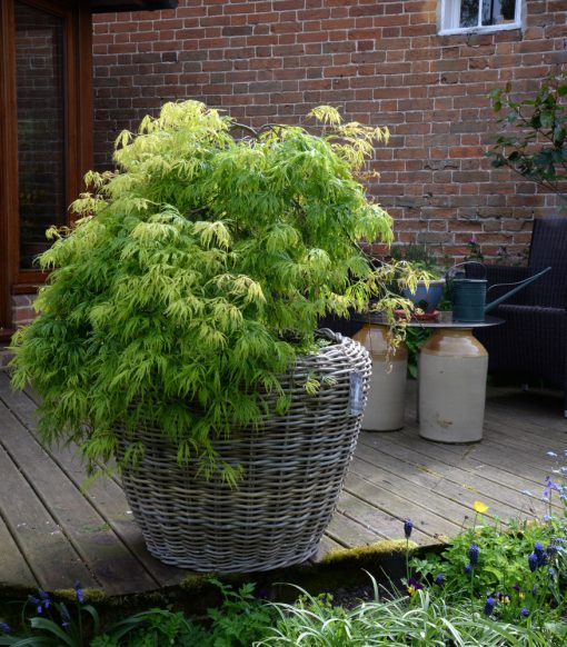 Large Round Grey Rattan Planter with Plastic Liner