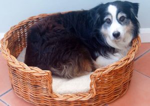 Wicker Dog Basket