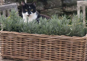 Smidge in Lavender